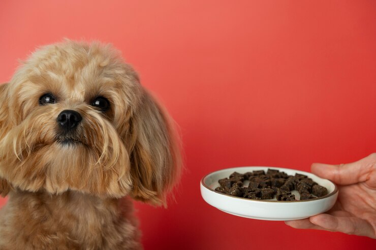 discover Recipes for Dogs with Kidney Disease in 2024