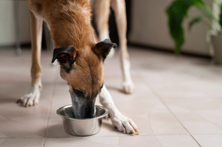 quick Recipes for Dogs with Kidney Disease in 2024