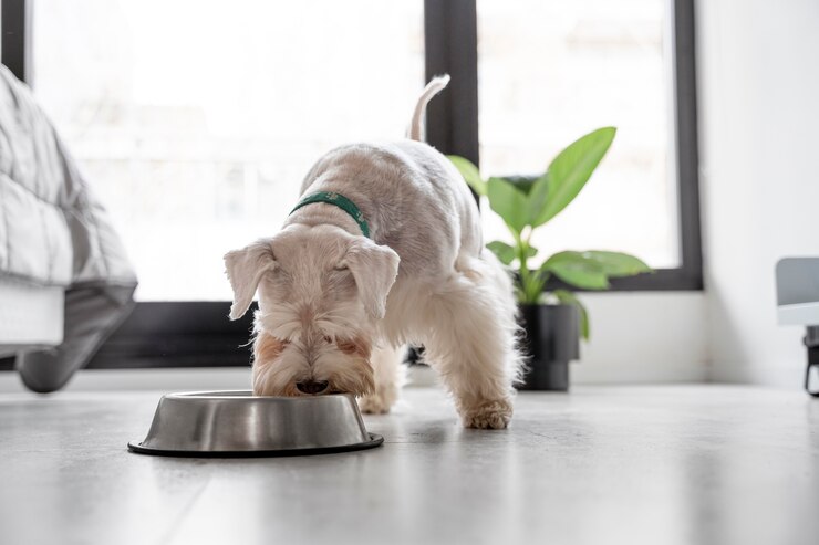 easy Recipes for Dogs with Kidney Disease in 2024